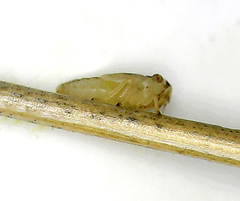 Anoscopus