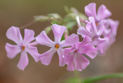 Phlox buckleyi