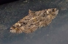 Ophiusini