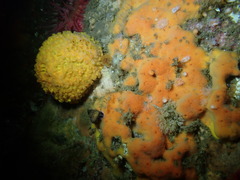 Clathria parthena