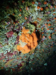 Clathria parthena