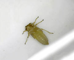 Anoscopus