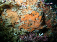 Clathria parthena