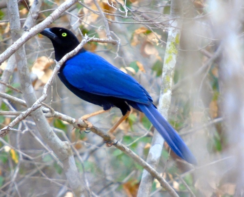 Purplish-backed Jay