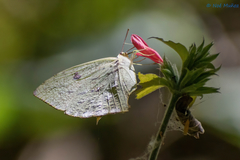 Phoebis neocypris virgo
