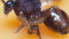 Amphibolips quercuscitriformis