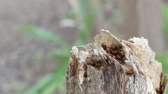 Plagiodera erythroptera