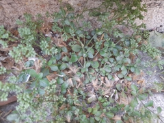 Polycarpon tetraphyllum