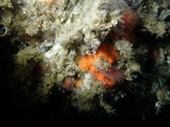 Clathria parthena