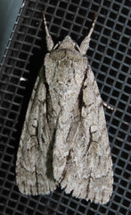 Acronicta lobeliae