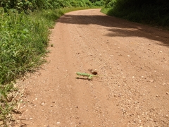 Chamaeleonidae