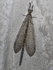 Peruveleon dorsalis