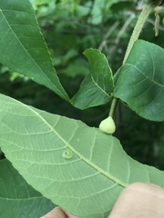 Phylloxera pilosula