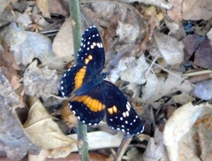 Chlosyne lacinia crocale