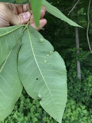 Phylloxera pilosula
