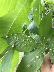Phylloxera pilosula