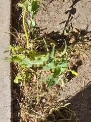 Sonchus