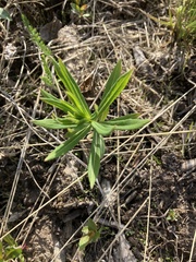 Lilium philadelphicum