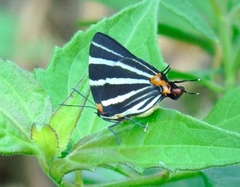 Panthiades bathildis