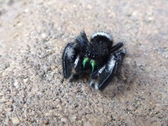 Phidippus audax