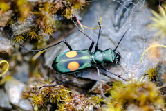 Pseudoxycheila ceratoma