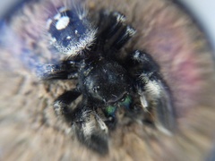 Phidippus audax