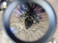 Phidippus audax