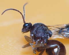 Amphibolips quercuscitriformis