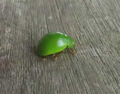 Platyphora albovirens