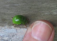 Platyphora albovirens