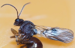 Amphibolips quercuscitriformis