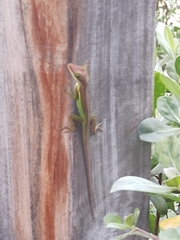 Anolis bimaculatus