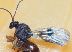 Amphibolips quercuscitriformis