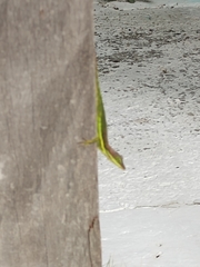 Anolis bimaculatus