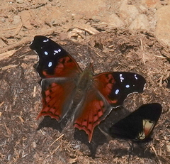Hypanartia kefersteini