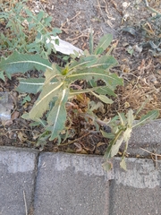 Lactuca serriola