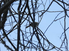 Baeolophus inornatus