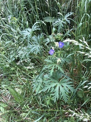 Geranium pratense