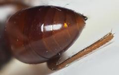 Amphibolips quercuscitriformis