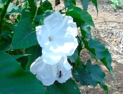 Ipomoea carnea fistulosa