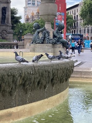 Columba livia domestica