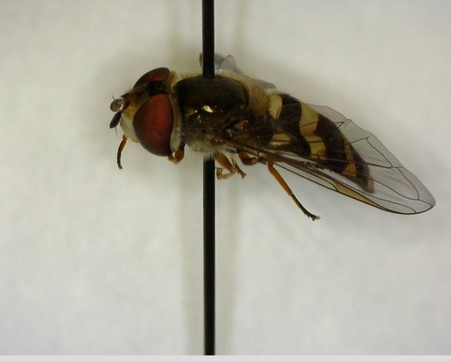 iNaturalist observation photo of Western Aphideater