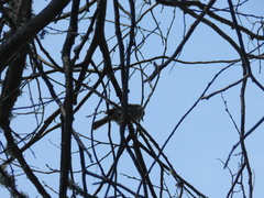 Baeolophus inornatus