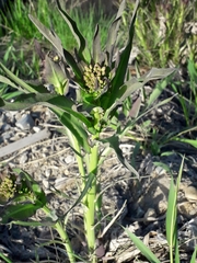 Armoracia sisymbrioides