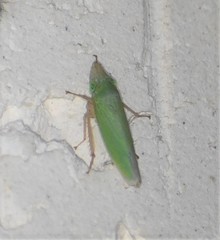 Draeculacephala floridana