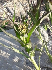 Armoracia sisymbrioides