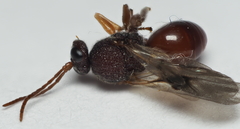 Amphibolips quercuscitriformis