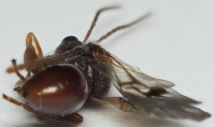 Amphibolips quercuscitriformis