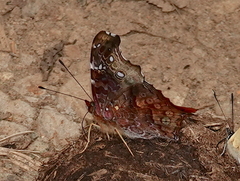 Hypanartia kefersteini