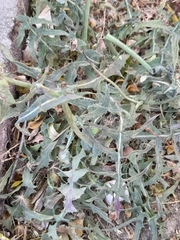 Cichorieae
